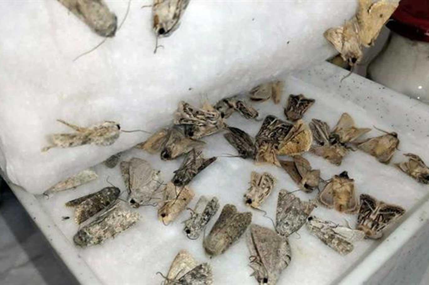 Biyokaçakçılık yapan yabancı uyruklu 2 kişi yakalandı Biyokaçakçılık yapan yabancı uyruklu 2 kişi yakalandı